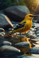A vibrant yellow bird stands on stones by a stream, illuminated by soft sunlight. photo