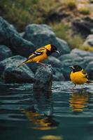Two vibrant yellow birds perched near water, reflecting their colors on the surface. photo