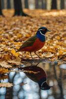 A colorful bird stands beside a puddle on a bed of autumn leaves. photo