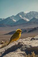 A vibrant yellow bird stands on a rock with majestic mountains in the background. photo