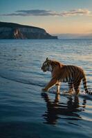A tiger walks along the shoreline at sunset, reflecting on the water's surface. photo