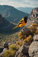 A vibrant yellow and black bird perched on rocks with a mountainous landscape in the background. photo