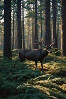 A serene forest scene featuring a deer amidst lush ferns and tall pine trees. photo