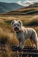 A fluffy dog stands on a wooden path in a grassy field with mountains in the background. photo