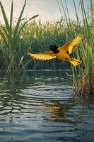 A vibrant yellow bird in flight above water, surrounded by lush green vegetation. photo