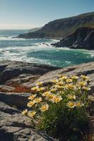 A vibrant cluster of daisies blooms on rocky cliffs overlooking a serene ocean view. photo