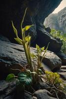 A close-up of green plants emerging from rocky terrain in a cave-like environment. photo