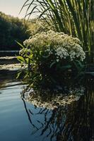 A serene water scene featuring white flowers and lush greenery reflected in calm water. photo