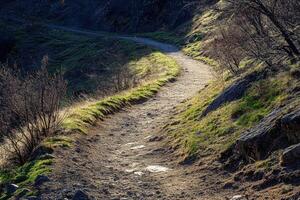 A Winding Dirt Path Through a Lush, Green Forest photo