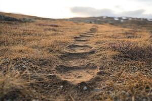 Winding Footpath Through a Dry, Grassy Landscape photo