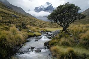 A Tranquil Stream Flowing Through a Mountain Valley with a Snowy Peak in the Background photo