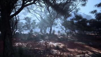 Sunlight filtering through foggy trees in a mystical forest video