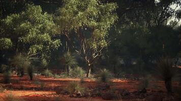 A lush and vibrant forest with an abundance of green trees video