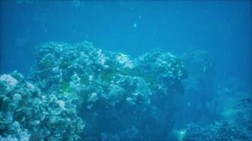 coral reef teeming with colorful fish in the mesmerizing underwater world video