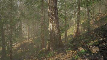 A dense and majestic birch forest, with tall trees stretching towards the sky video