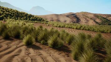 A serene landscape with mountains and a lush field of grass video