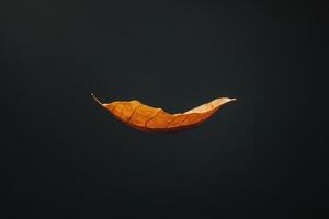 A Single, Dried, Brown Leaf Floating in Mid-Air photo