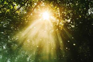 Sunlight Rays Filtering Through Lush Green Tree Canopy photo