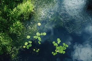 Aerial View of a Pond with Green Lily Pads and Rippling Water photo