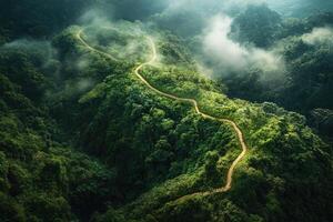 Winding Path Through Foggy Forest photo