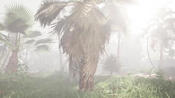 A palm tree in the middle of a foggy forest video