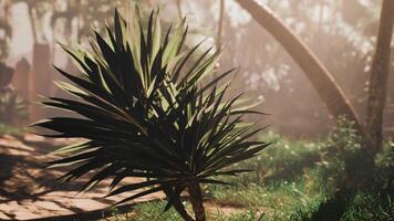 A palm tree in the middle of a forest video
