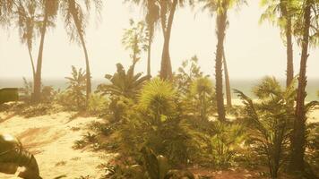A view of a beach with palm trees and the ocean in the background video