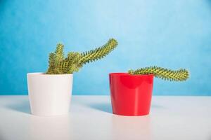 Two pots red and white with a cactus on a blue background. Men's health concept. Prostatitis and erectile dysfunction in men. photo