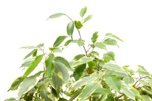 Beautiful homemade flower with green leaves of Benjamin Ficus on a white background, isolate, variegation photo