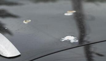 Bird droppings on the paintwork of a gray car. Concept of paint corrosion, damage, close-up photo
