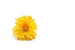 Flower yellow chrysanthemum on a white background, isolate, close-up, golden-daisy, beautiful photo