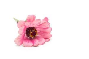 Pink flower zinnia on white background, isolate, closeup, pink zinnia, white background photo