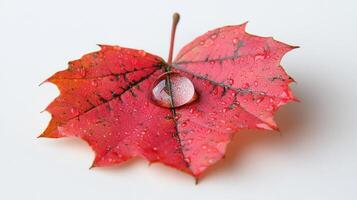 Vibrant red maple leaf adorned with droplets capturing autumn's beauty photo