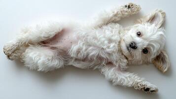 Playful puppy enjoying a lazy afternoon on a soft surface in a cozy indoor space photo