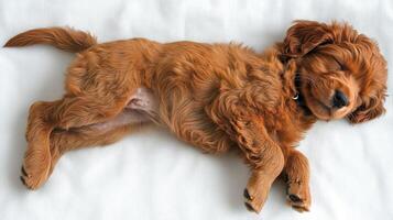 Playful puppy resting peacefully on a cozy blanket in a sunlit room during afternoon hours photo