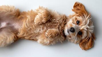 Playful puppy rolling on its back, enjoying a moment of fun and relaxation photo