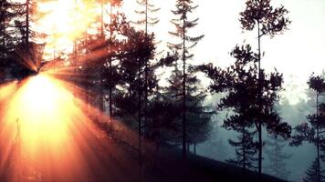 Sunlight streaming through trees in a beautiful forest video