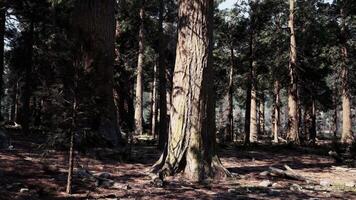 A dense and majestic forest with towering trees video