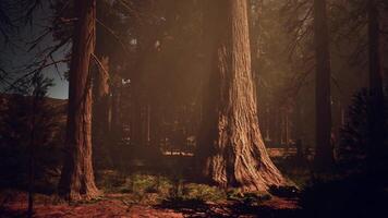 A dense forest with towering trees reaching towards the sky video