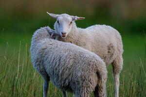 Two sheep are standing in a field photo