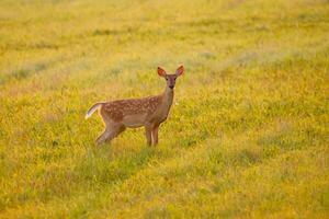 A deer is standing in a field of grass photo