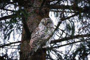 A barred owl perched in a tree photo