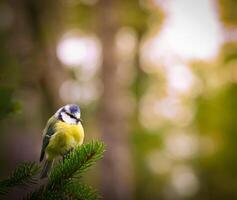 A small bird is perched on a branch in the woods photo