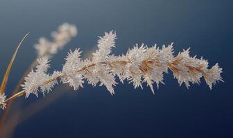 A branch covered in frosty crystals photo