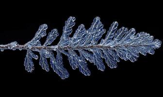 A leaf is covered in ice and snow photo