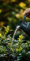 Morning watering of green plants in a sunlit garden photo