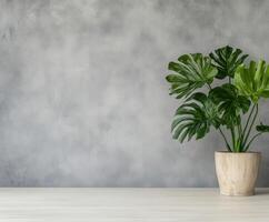 Indoor potted plant on a minimalist table with gray backdrop photo