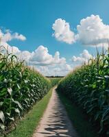 Lush Green Cornfield Pathway Under Blue Sky with Fluffy White Clouds photo