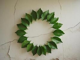 Bay leaves arranged in a circle on plaster wall background. photo