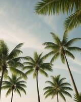 Serene Nature View with Tropical Palm Trees and a Softly Lit Blue Sky Representing Paradise and Calm photo